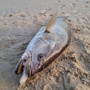 MNC Fishing Mulloway Allrounder Surf Rig