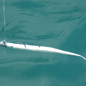 Daiwa Bait Junkie 6.5" Gar