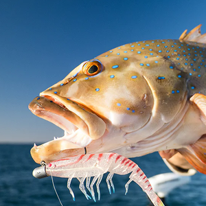 Daiwa Bait Junkie 7'' Prawn