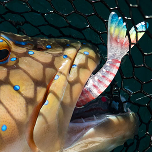 Daiwa Bait Junkie 7'' Prawn