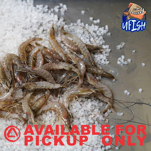 UFISH PREMIUM QUALITY BAIT