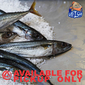 UFISH PREMIUM QUALITY BAIT