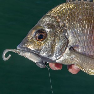 Berkley GULP! Nemesis Prawn Curl Tail