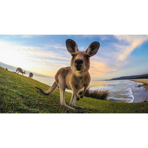 Gopro Tripod Mount & Tripod Gopro