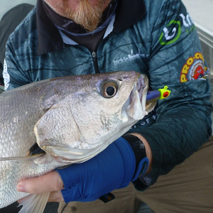 TT Big Eyez Jig Heads