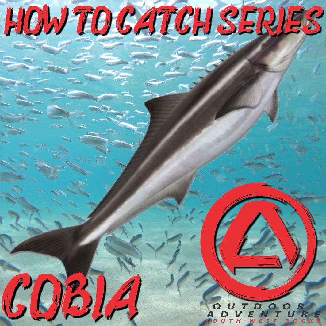 How To Catch Series - Cobia (Black Kingfish)