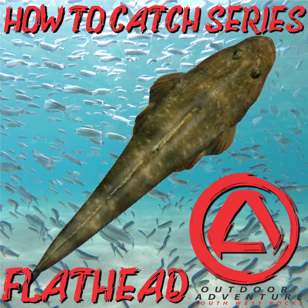 How To Catch Series - Flathead