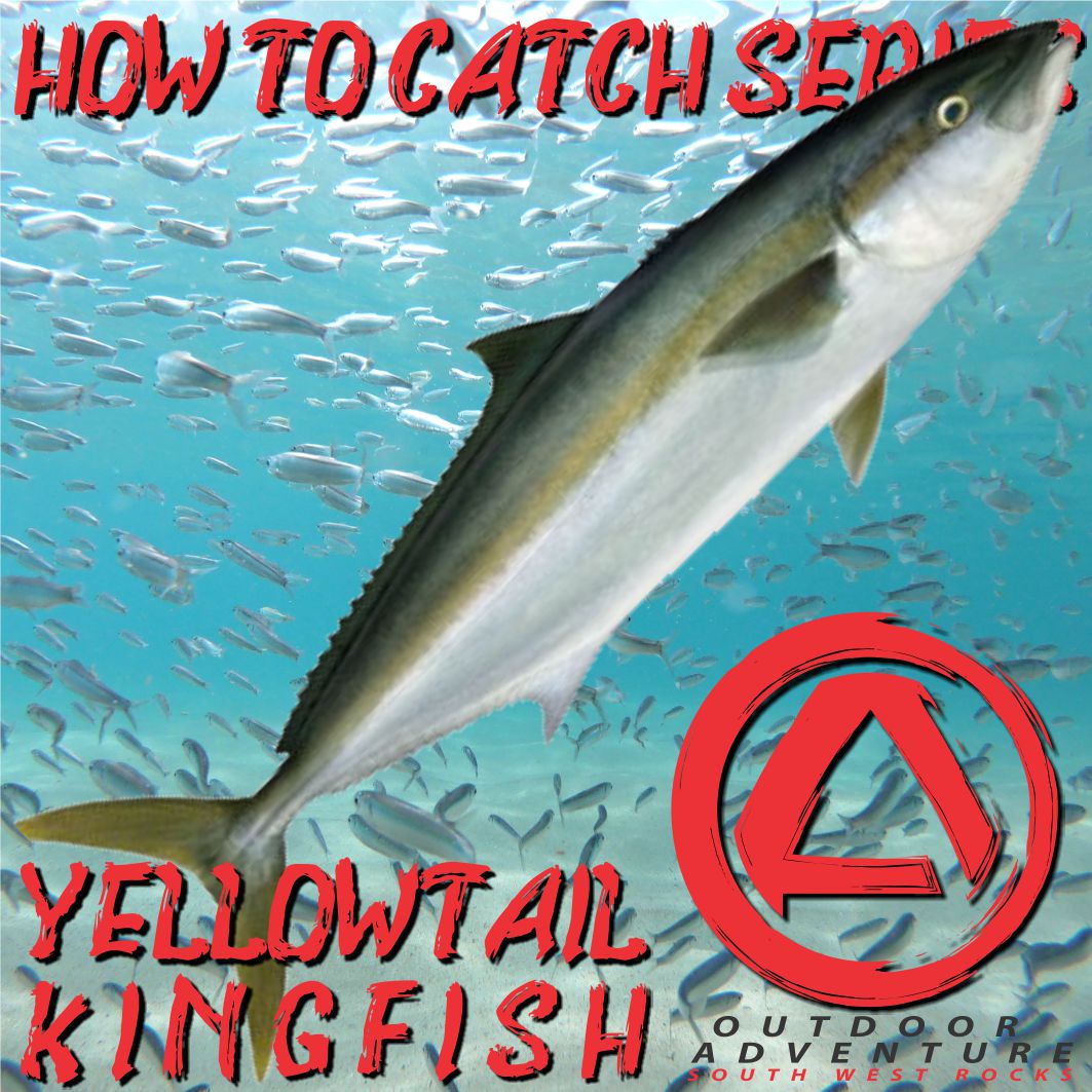 How To Catch Series - Yellowtail Kingfish