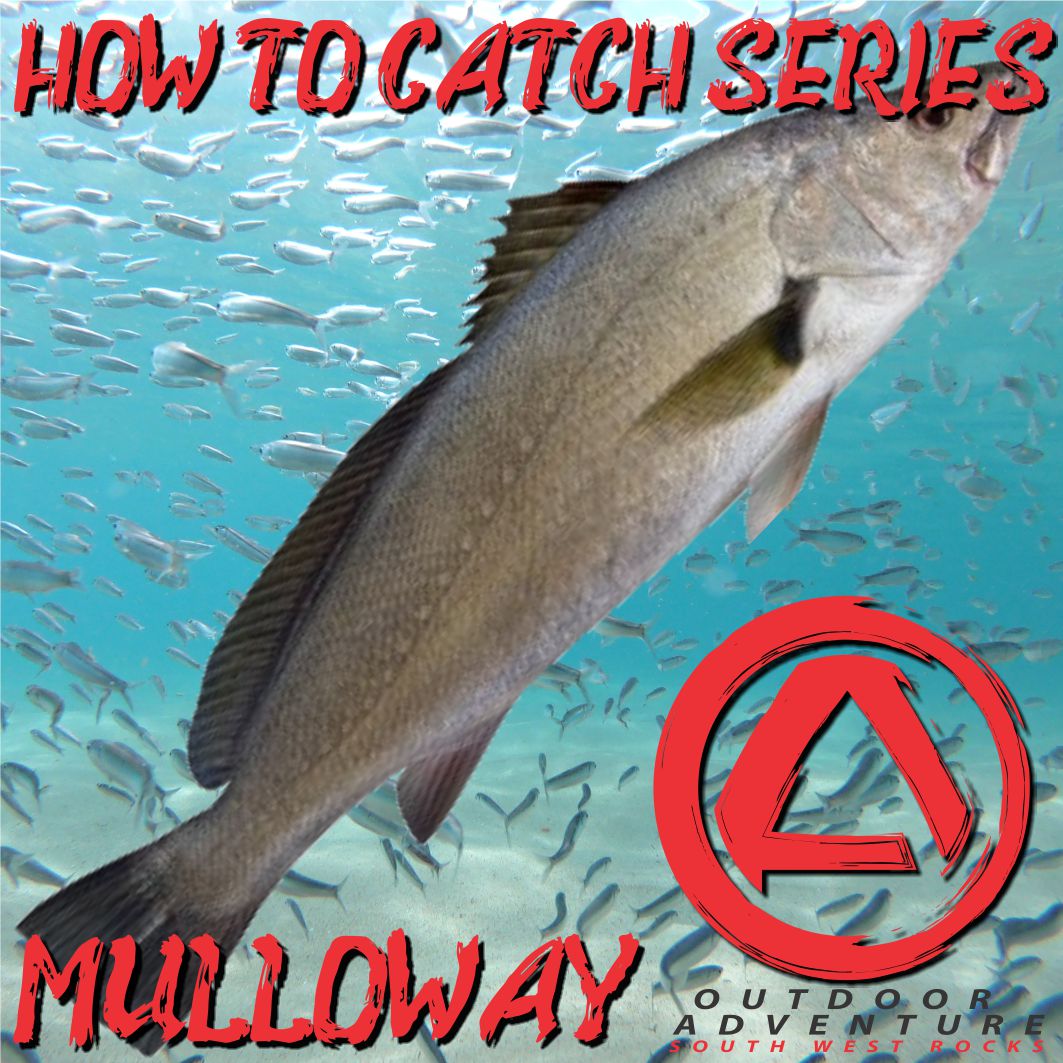 How To Catch Series - Mulloway
