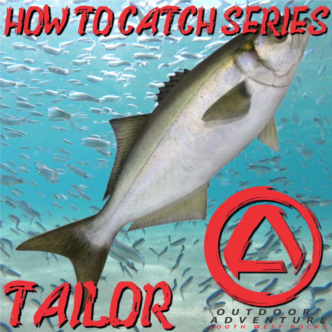 How To Catch Series - Tailor
