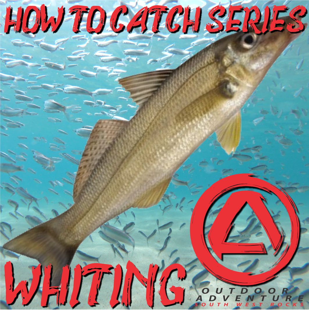 How To Catch Series - Whiting