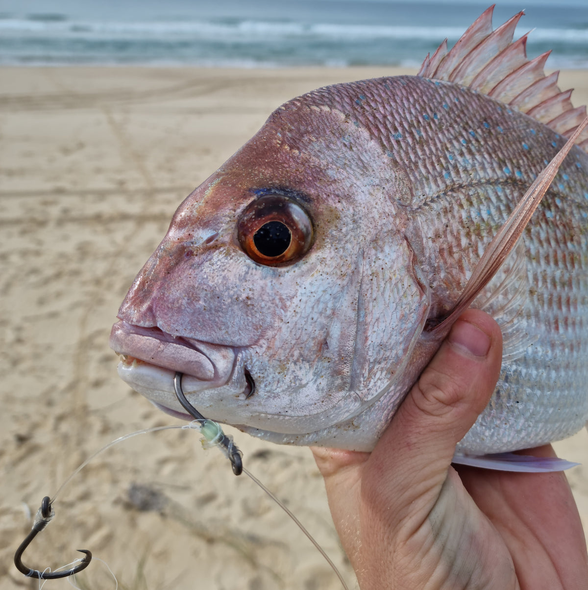MNC Fishing Snapper Drone Trace - 2pk