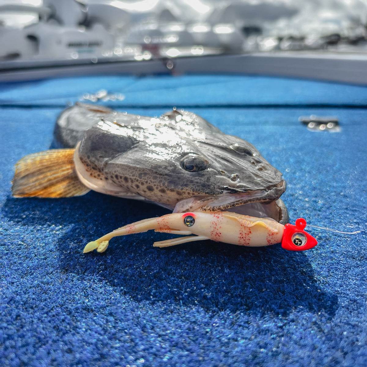 Nomad Live Ops Jerksquid 4"