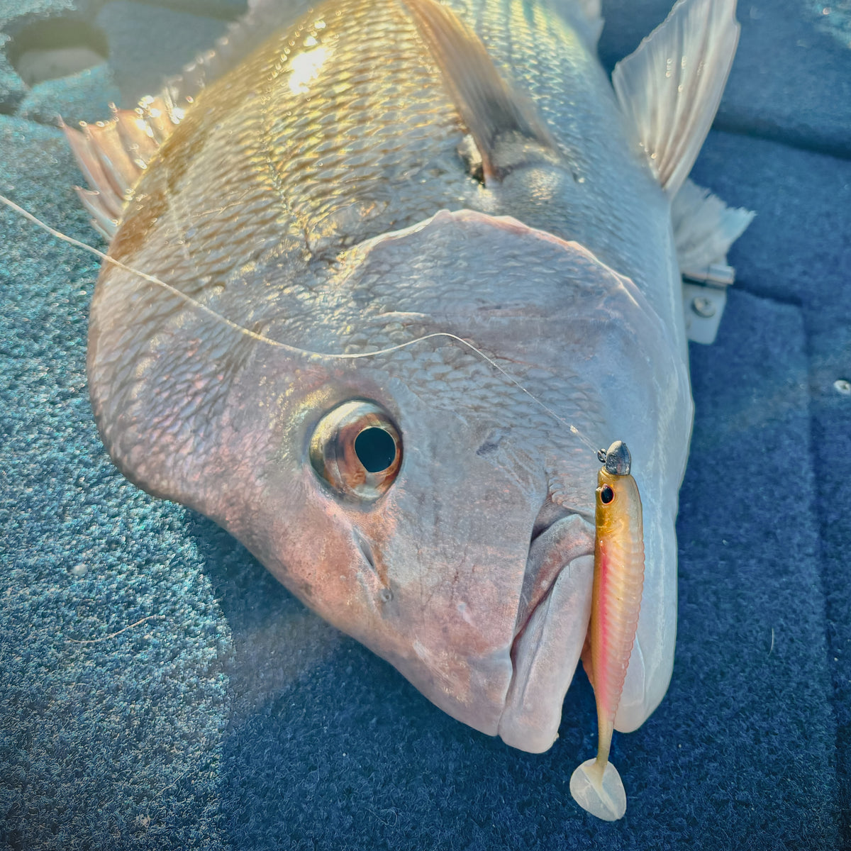 Nomad Live Ops Spectre Minnow 3.25"