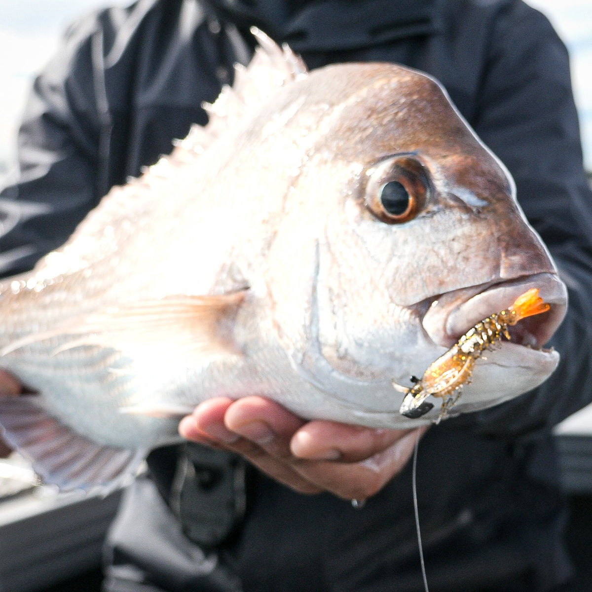 Nomad Live Ops Switcher Shrimp 2.3"