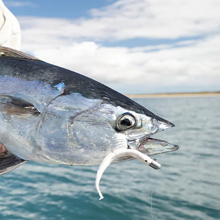 Daiwa Bait Junkie 6.5" Gar