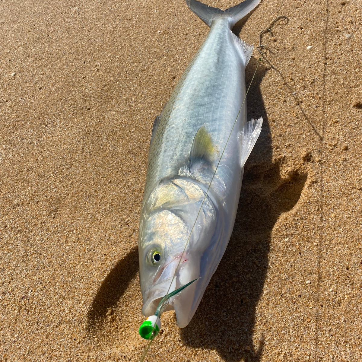 Real McCoy Surf Popper Rig