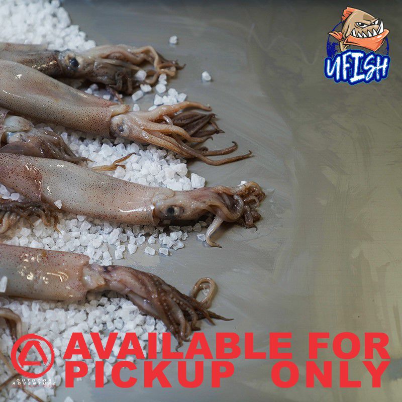 UFISH PREMIUM QUALITY BAIT