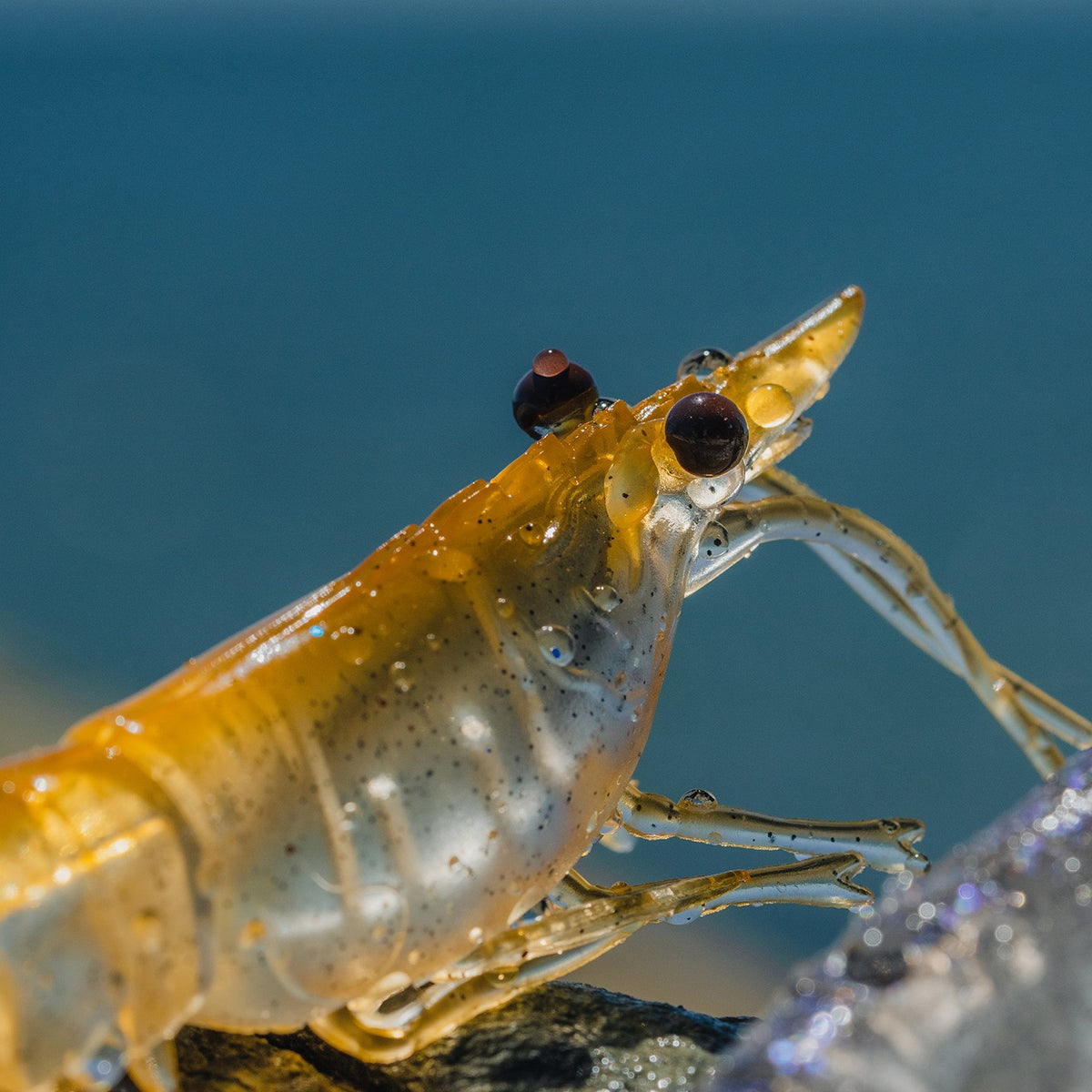 Nomad Live Ops Switcher Shrimp 2.3"