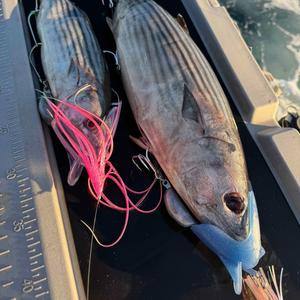 Lure Us In Reaper Rig X-Large - Bare Rig