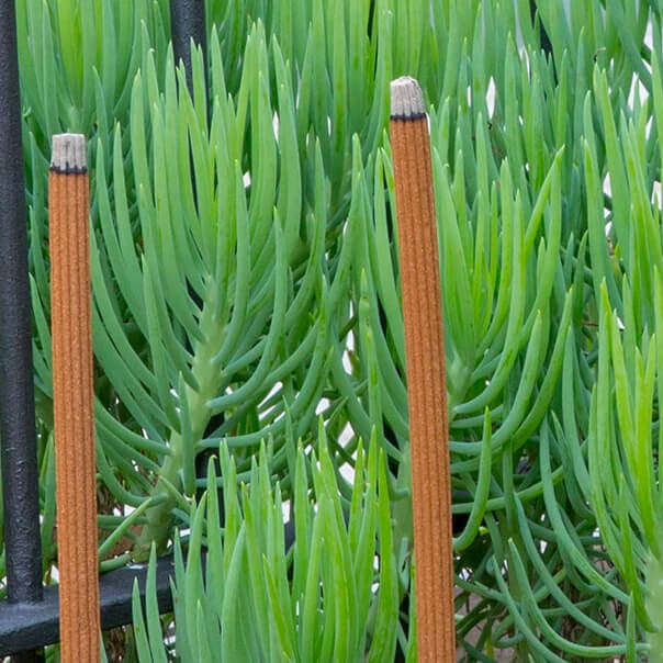 Waxworks Mozzie Sticks