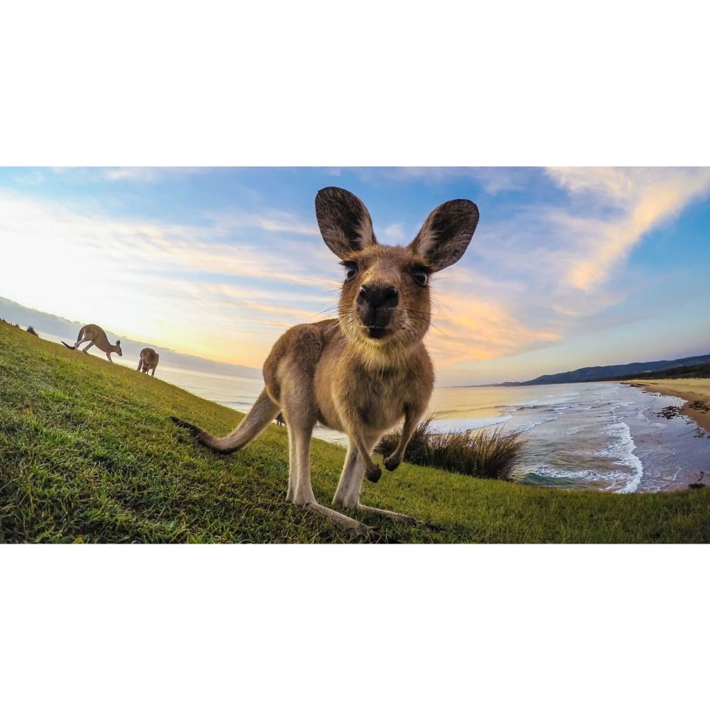 Gopro Tripod Mount & Tripod Gopro